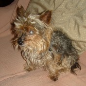 yorkie_lover profile image