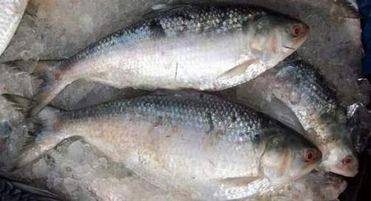 Hilsa Fish