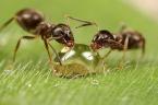working Ants