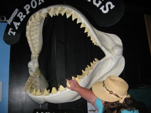 I found "Jaws" at the Tarpon Springs Aquarium!