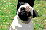 "Pugs"