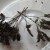 Oregano that has gone to seed Oregano that has gone to seed