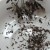 Brushing the seed onto a dish Brushing the seed onto a dish