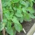 sweet basil plants sweet basil plants