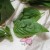 basil that is laid out in paper towels to dry basil that is laid out in paper towels to dry