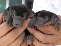 Babies are always adorable.