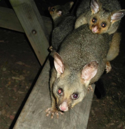 Mrs Possum and her kids