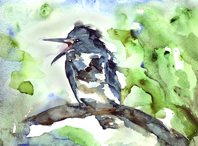 Belted Kingfisher