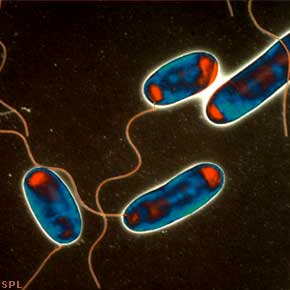 Rod-shaped bacteria