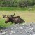 First Moose Sighting--When all Else Fails, Travel to a Park! First Moose Sighting--When all Else Fails, Travel to a Park!