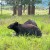 Small Bears...BBBut They GGGrow BBBIG In The Woods! Small Bears...BBBut They GGGrow BBBIG In The Woods!