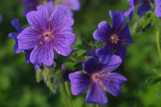 Lovely purple flowers in the garden