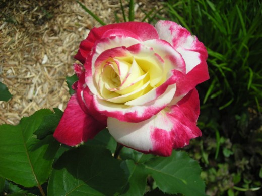 DOUBLE DELIGHT: THIS IS A STUNNER.