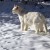 This is Mr. Man who was rescued from the hot fields of Calistoga, Ca. He moved with us to Kansas where he learned about snow for the first time. This is Mr. Man who was rescued from the hot fields of Calistoga, Ca. He moved with us to Kansas where he learned about snow for the first time.