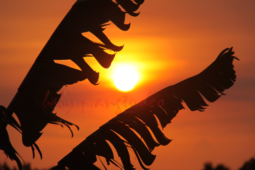banana leaves framing the sun