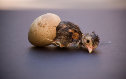 Maintaining temperature and humidity is the important thing in Hatching Eggs