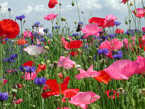Poppies and cornflower in Indiana; taken by Elsie's Grandmother dailyyonder.com