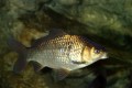Information About Goldfish Breeds