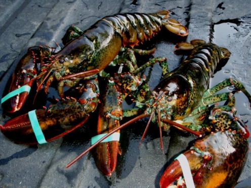Live Maine Lobster is now available in supermarkets all over the United States. The supermarket can probably steam it for you or you can take it home and cook it yourself. 