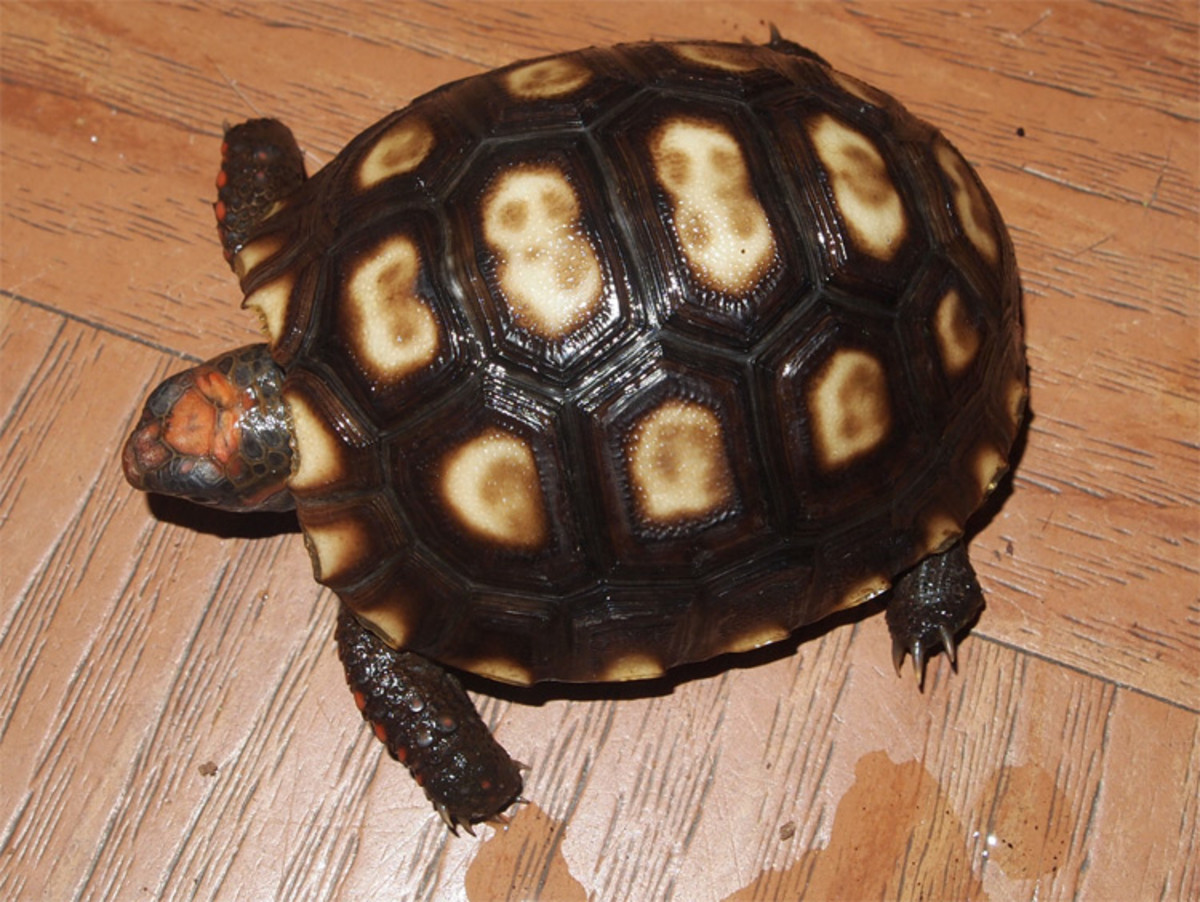 Best Beginner Pet Turtles And Tortoises Pethelpful