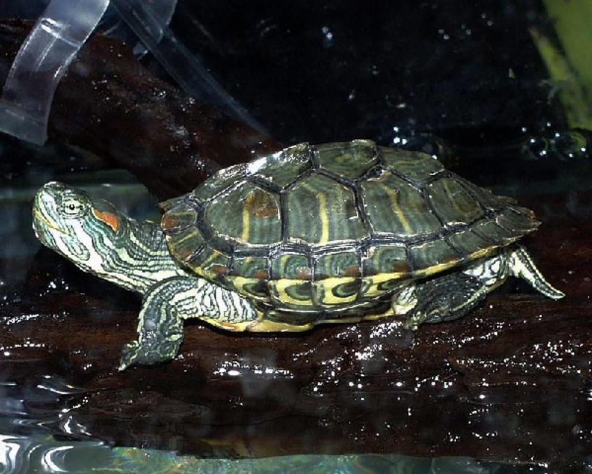 best type of turtle to have as a pet