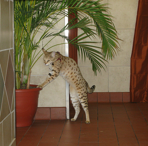 Savannah Cat