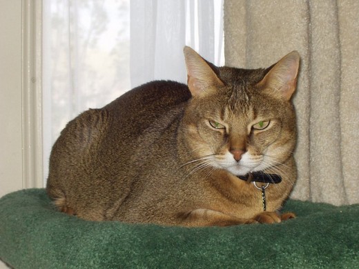 Chausie Cat