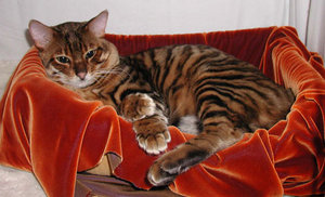 Toyger Cat