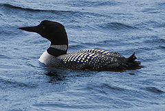 This is a loon. It does not quack like a duck.