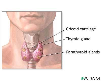 Hormonal glands