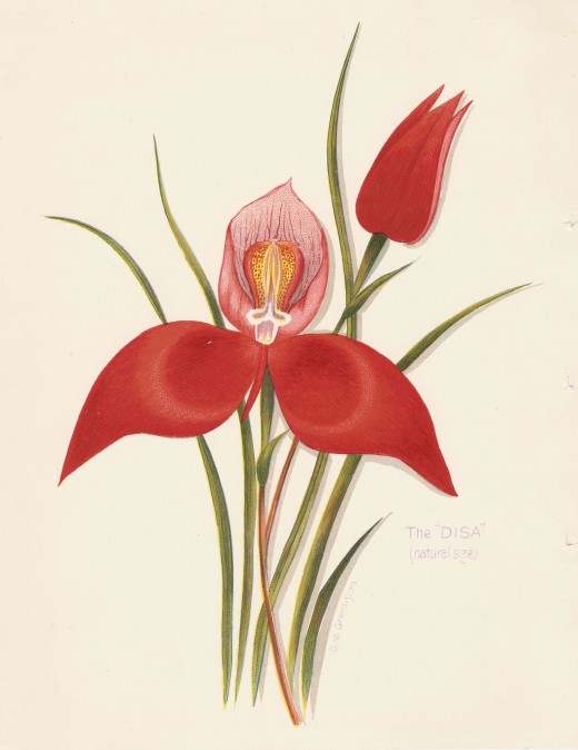 An iconic fynbos flower - the Disa. Image from Arthur Vine Hall's "Table Mountain" (Juta, c 1897)