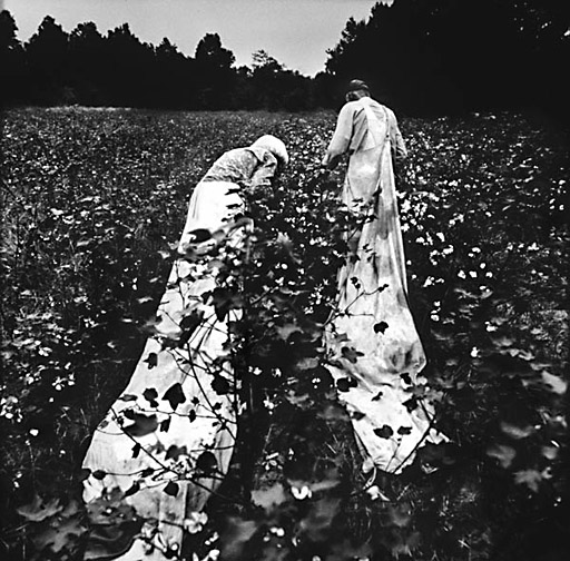 Picking Cotton. As a Child, I could Pick the Same Amount as the Best Adults. I would pick 300 lbs Per Day and Make $3