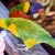 Numerous birds of all colors at Cypress Gardens Numerous birds of all colors at Cypress Gardens