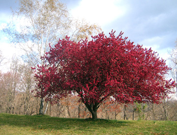 Red Cherry Tree