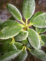 The winter garden can also be very beautiful!