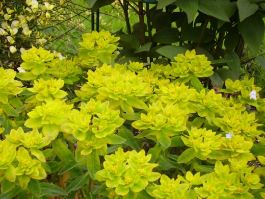 A bright yellow flower shines like the sun in spring! 