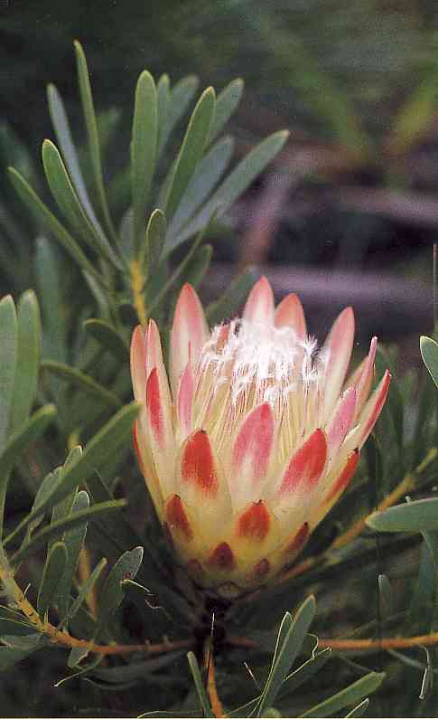 Protea repens - the "Sugarbush" or "Suikerbossie" Protea. Photo by Colin Paterson-Jones from the book "Fynbos" by Richard Cowling and Dave Rishardson, Fernwood Press, 1995.