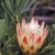 Protea repens - the "Sugarbush" or "Suikerbossie" Protea. Photo by Colin Paterson-Jones from the book "Fynbos" by Richard Cowling and Dave Rishardson, Fernwood Press, 1995. Protea repens - the "Sugarbush" or "Suikerbossie" Protea. Photo by Colin Paterson-Jones from the book "Fynbos" by Richard Cowling and Dave Rishardson, Fernwood Press, 1995.