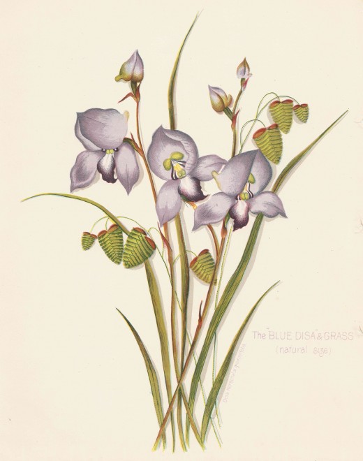 The blue Disa. From Arthur Vine Hall, Table Mountain.