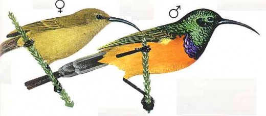 Orange breated sunbird. From Kenneth Newman's "Birds of Southern Africa", SAPPI, 2007