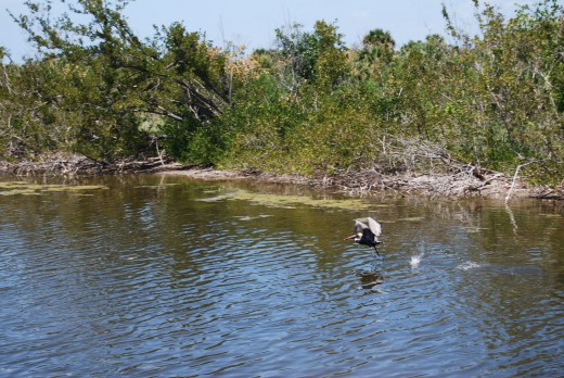 To the east of the island is a waterway where many birds fish and find refuge.  Can you see the graceful heron skipping along just taking off?