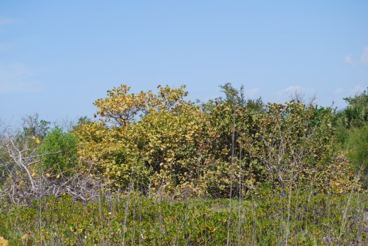 Some of the island has the original mangroves and other exotic plants.