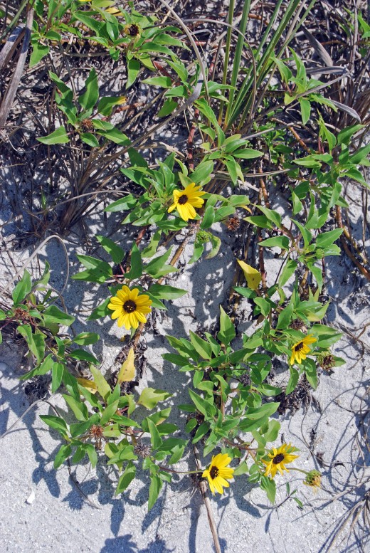 Beach Sunflower