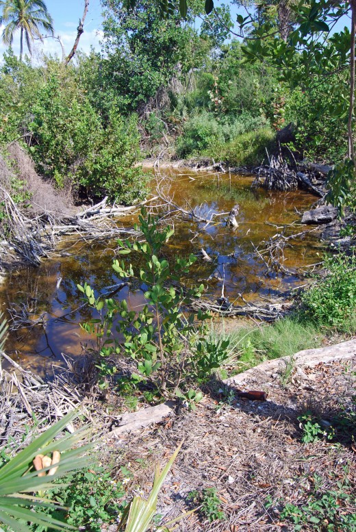 Mangroves and Associated Plant Life
