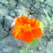Amirmalik profile image