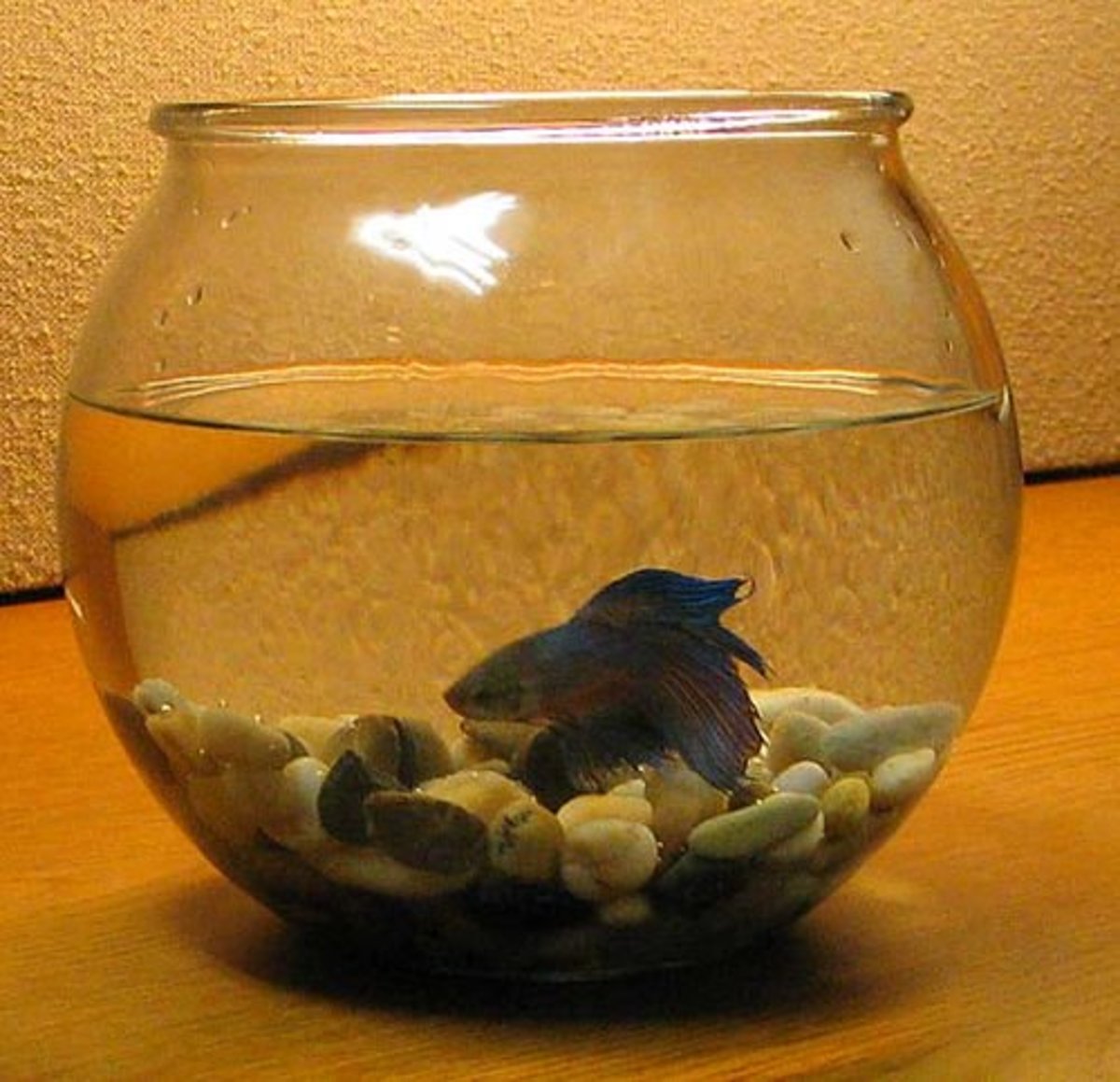 Why Fish Bowls Are Bad for Your Fish | PetHelpful