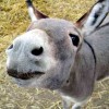 donkeyz1 profile image