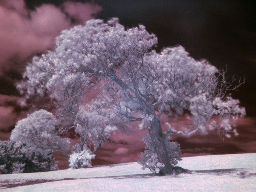 Example of Infrared photography