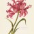 The Nerine. From Arthur Vine Hall: "Table Mountain" The Nerine. From Arthur Vine Hall: "Table Mountain"