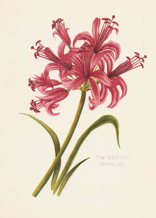 The Nerine. From Arthur Vine Hall: "Table Mountain"